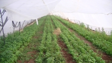 Greenhouses in the settlement of Na'ama, picture taken by Corporate Watch in January 2013