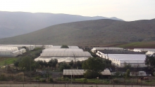 Greenhouses in Beqa'ot settlement, photo by Corporate Watch February 2013