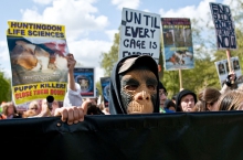 Animal rights protest